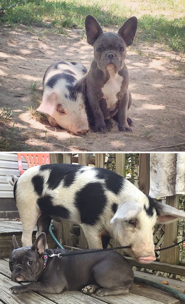 Esses animais envelheceram juntos e continuam super amigos!