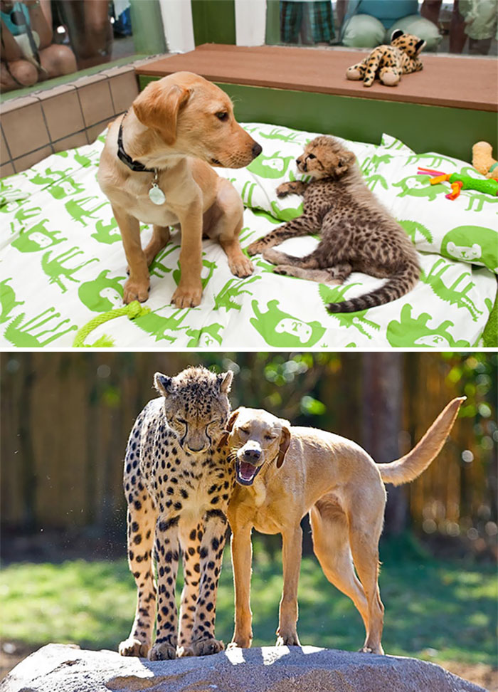 Esses animais envelheceram juntos e continuam super amigos!