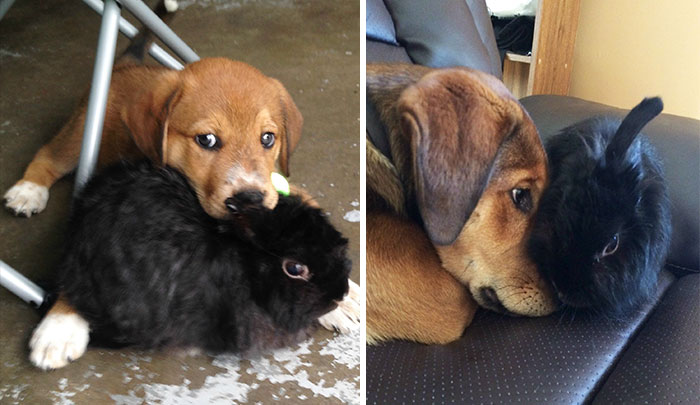 Esses animais envelheceram juntos e continuam super amigos!