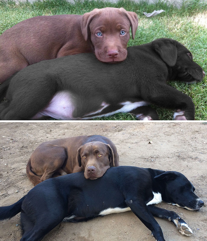 Esses animais envelheceram juntos e continuam super amigos!