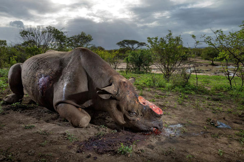 A National Geographic elegeu as 50 melhores fotos de 2016