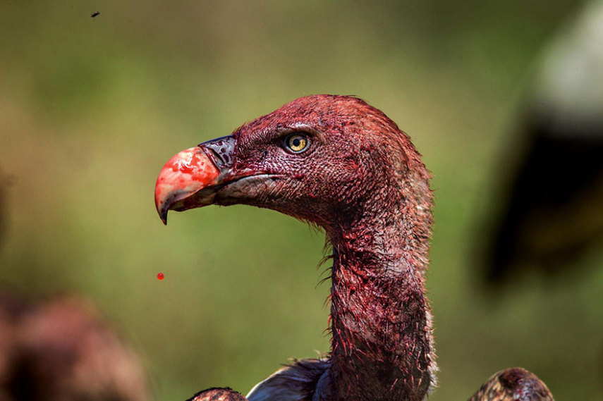 A National Geographic elegeu as 50 melhores fotos de 2016