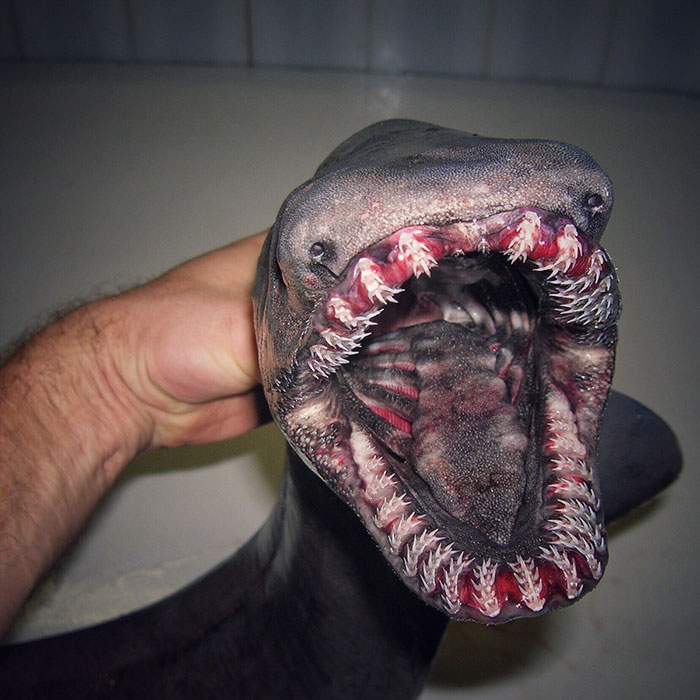 O pescador russo Roman Fedortsov tem em sua conta no Twitter fotos das criaturas mais bizarras que você pode imaginar