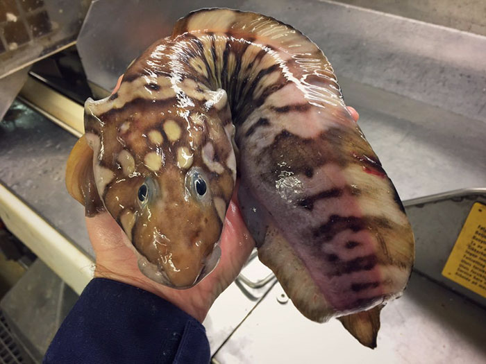 O pescador russo Roman Fedortsov tem em sua conta no Twitter fotos das criaturas mais bizarras que você pode imaginar