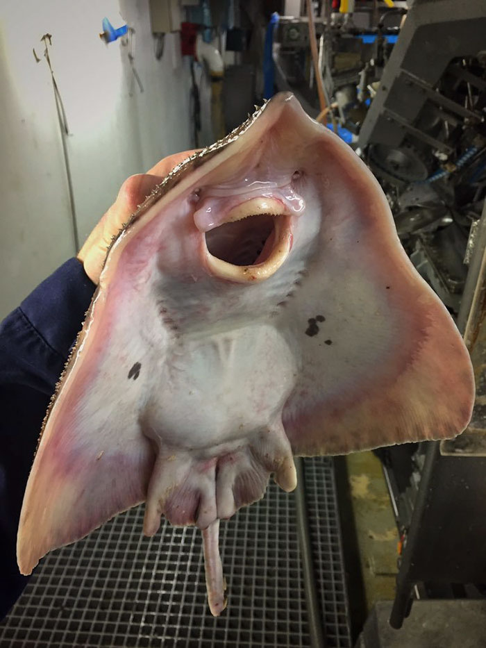 O pescador russo Roman Fedortsov tem em sua conta no Twitter fotos das criaturas mais bizarras que você pode imaginar