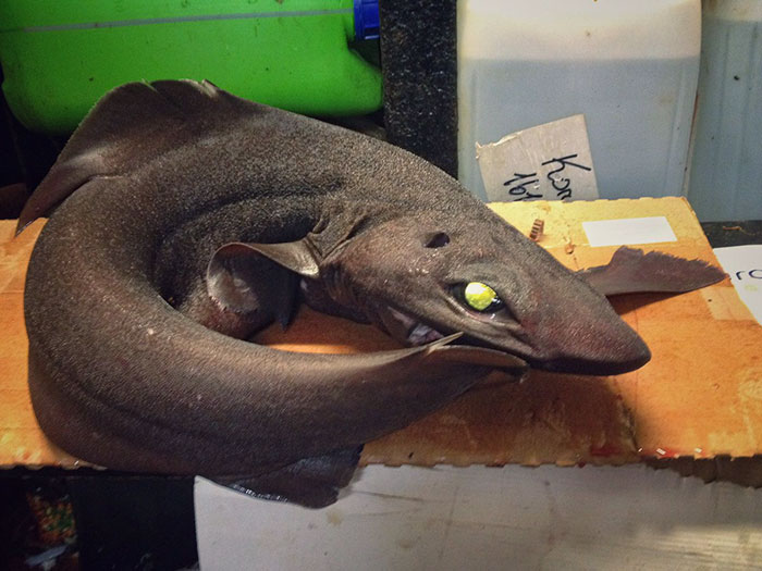 O pescador russo Roman Fedortsov tem em sua conta no Twitter fotos das criaturas mais bizarras que você pode imaginar