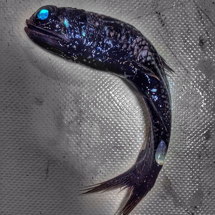 O pescador russo Roman Fedortsov tem em sua conta no Twitter fotos das criaturas mais bizarras que você pode imaginar