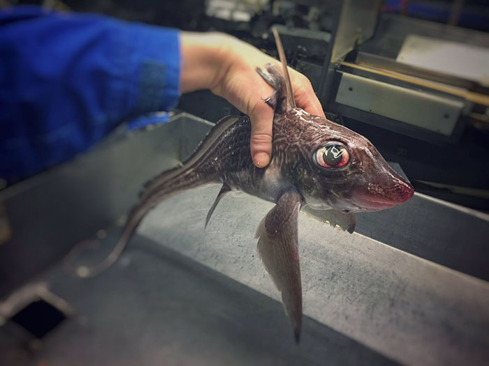 O pescador russo Roman Fedortsov tem em sua conta no Twitter fotos das criaturas mais bizarras que você pode imaginar