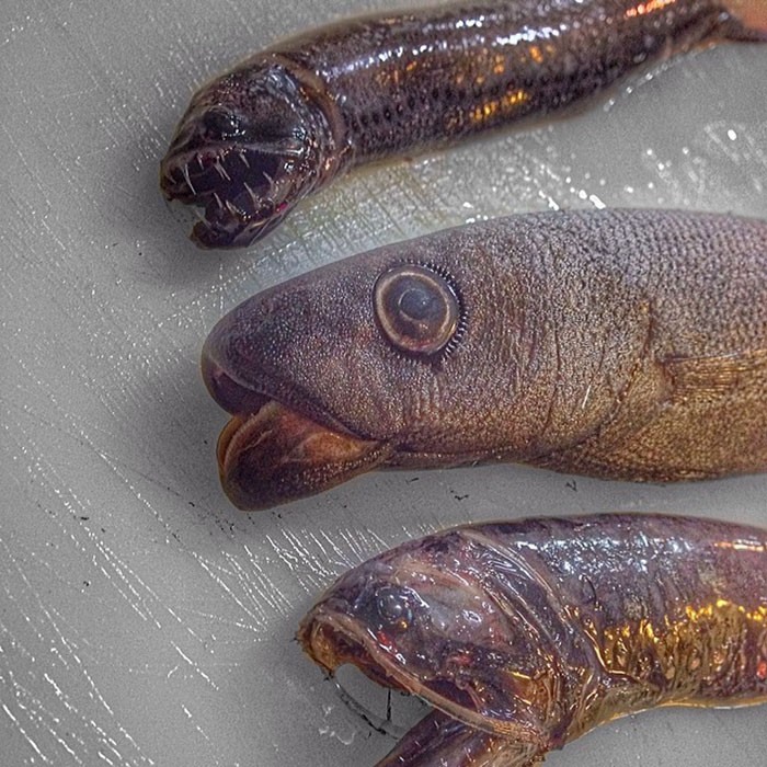 O pescador russo Roman Fedortsov tem em sua conta no Twitter fotos das criaturas mais bizarras que você pode imaginar