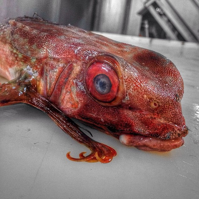 O pescador russo Roman Fedortsov tem em sua conta no Twitter fotos das criaturas mais bizarras que você pode imaginar