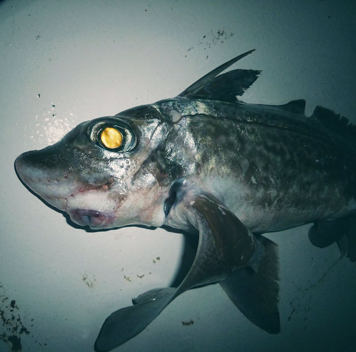 O pescador russo Roman Fedortsov tem em sua conta no Twitter fotos das criaturas mais bizarras que você pode imaginar