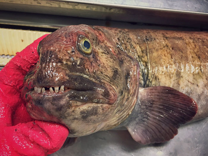O pescador russo Roman Fedortsov tem em sua conta no Twitter fotos das criaturas mais bizarras que você pode imaginar