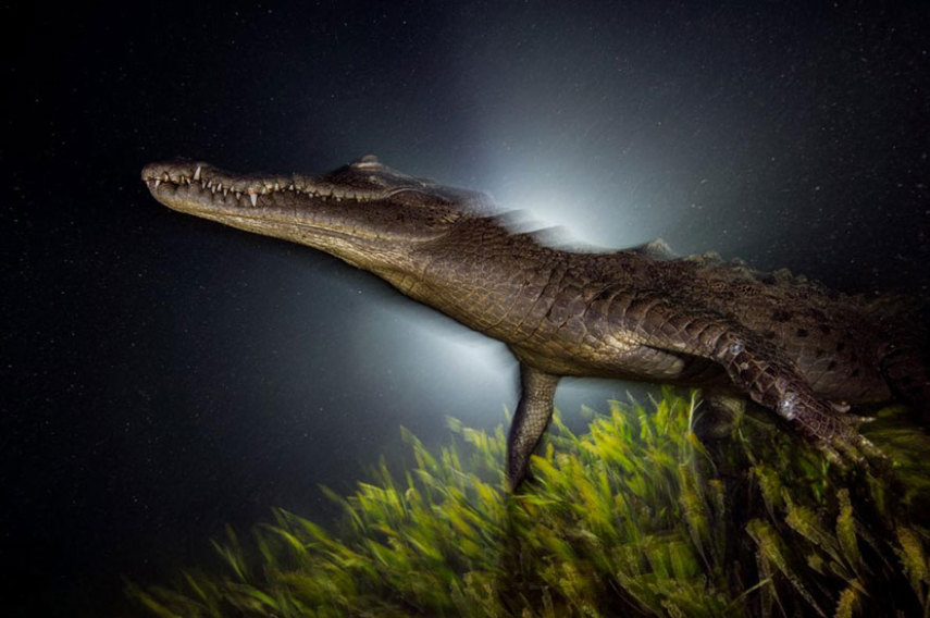 A National Geographic elegeu as 50 melhores fotos de 2016