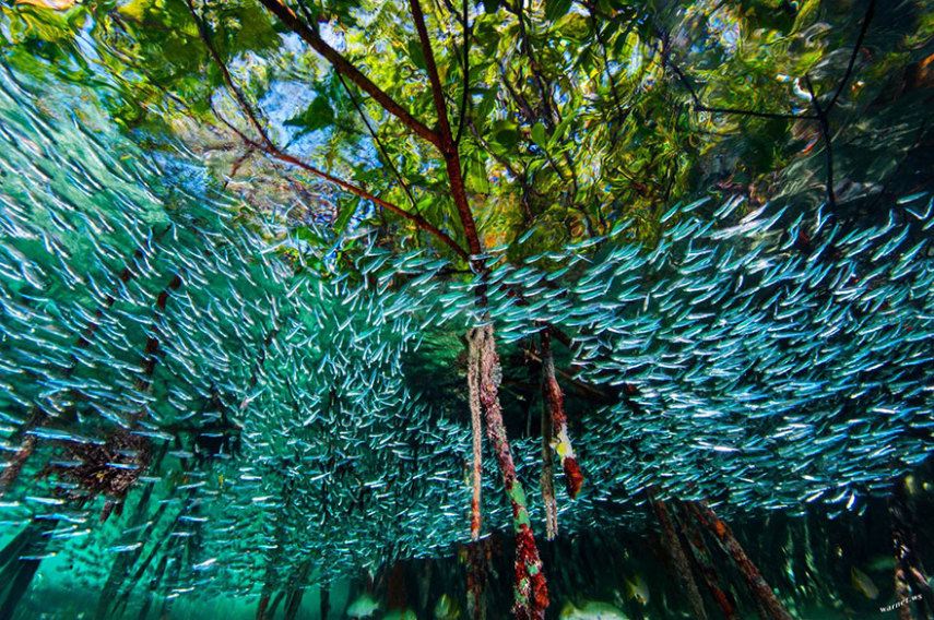 A National Geographic elegeu as 50 melhores fotos de 2016