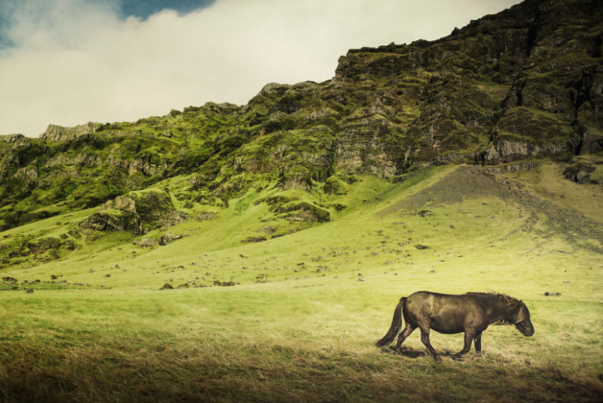 Fotógrafo especialista em cavalos retrata animais da Islândia