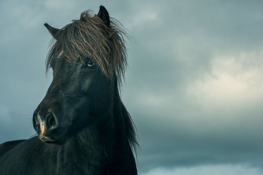 Fotógrafo especialista em cavalos retrata animais da Islândia