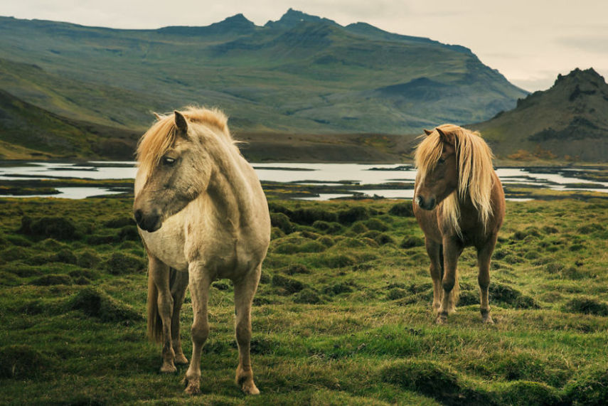 Fotógrafo especialista em cavalos retrata animais da Islândia