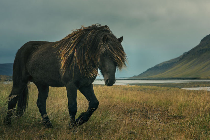 Fotógrafo especialista em cavalos retrata animais da Islândia