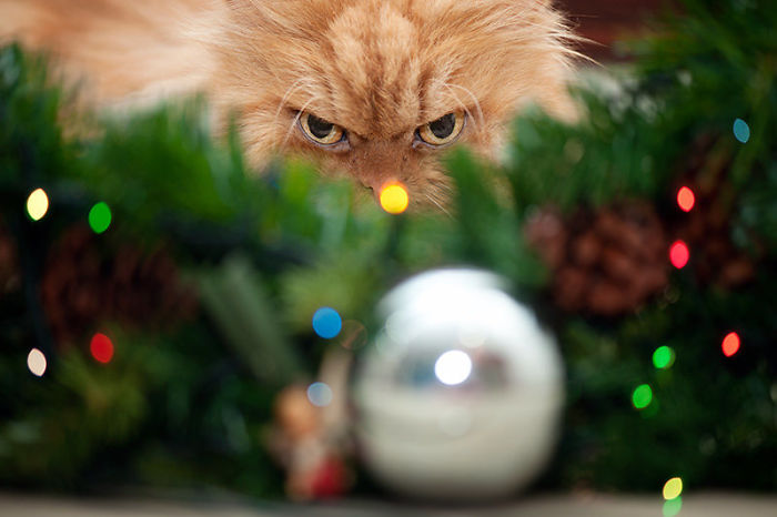 Esses animais não estão gostando nem um pouco do Natal...