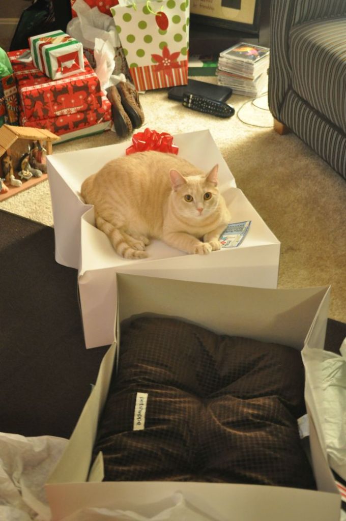 Esses animais não estão gostando nem um pouco do Natal...