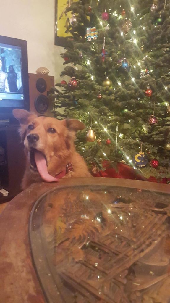 Esses animais não estão gostando nem um pouco do Natal...