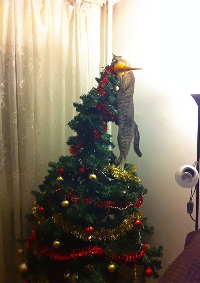 Esses animais não estão gostando nem um pouco do Natal...