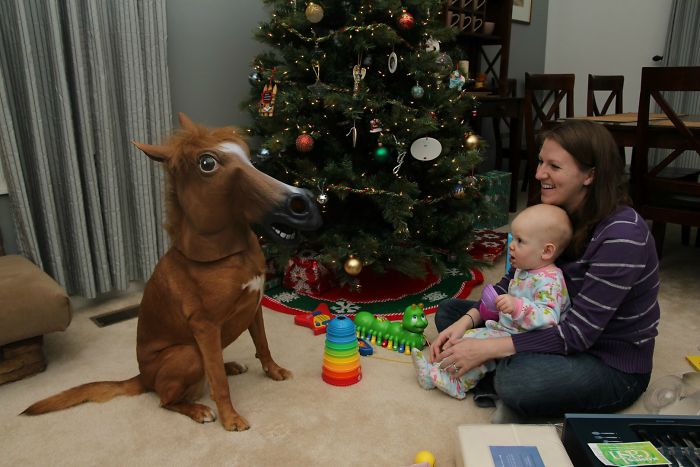 Esses animais não estão gostando nem um pouco do Natal...