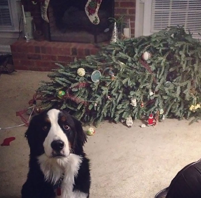 Esses animais não estão gostando nem um pouco do Natal...