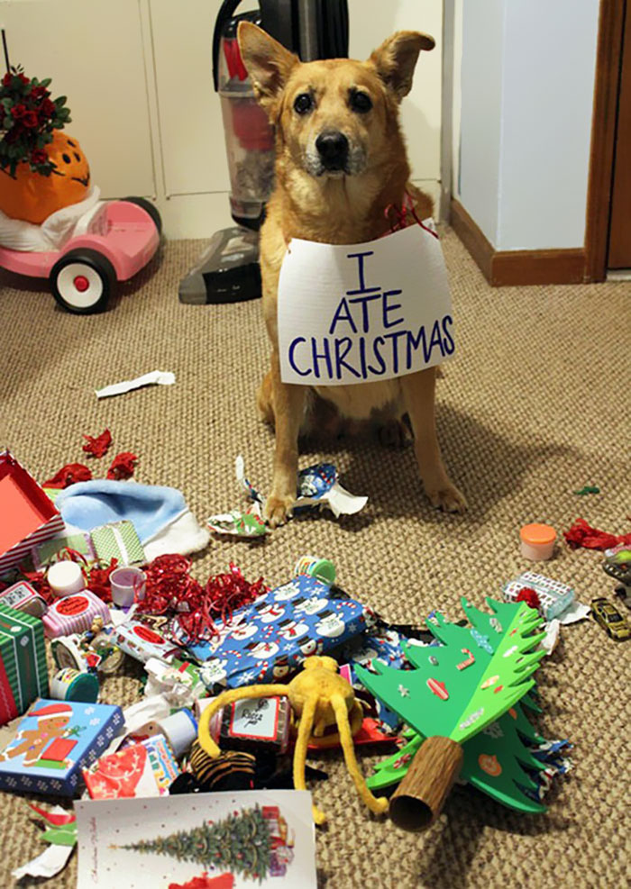 Esses animais não estão gostando nem um pouco do Natal...