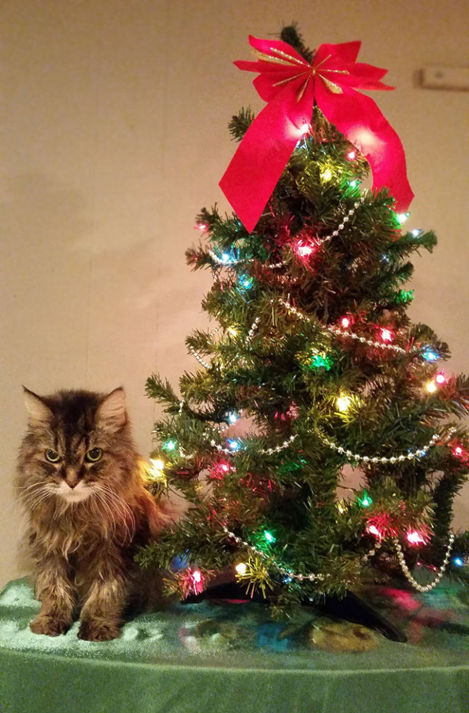 Esses animais não estão gostando nem um pouco do Natal...