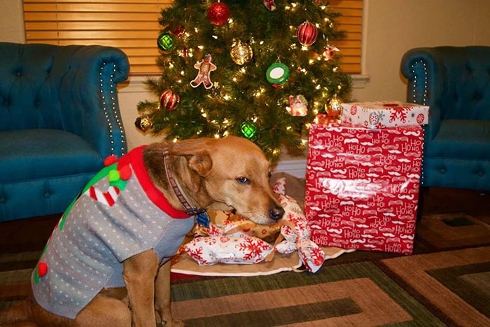 Esses animais não estão gostando nem um pouco do Natal...