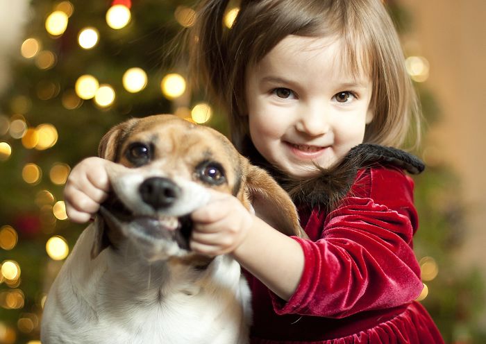 Esses animais não estão gostando nem um pouco do Natal...