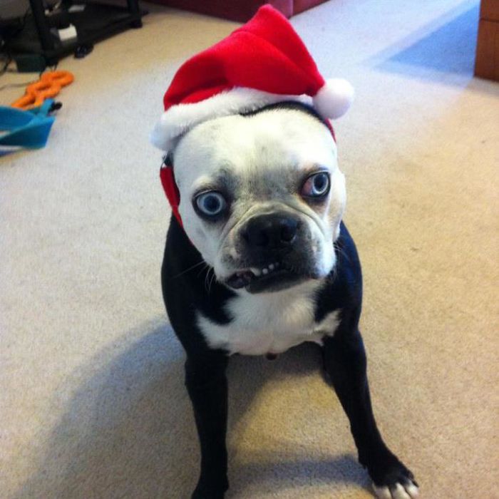 Esses animais não estão gostando nem um pouco do Natal...