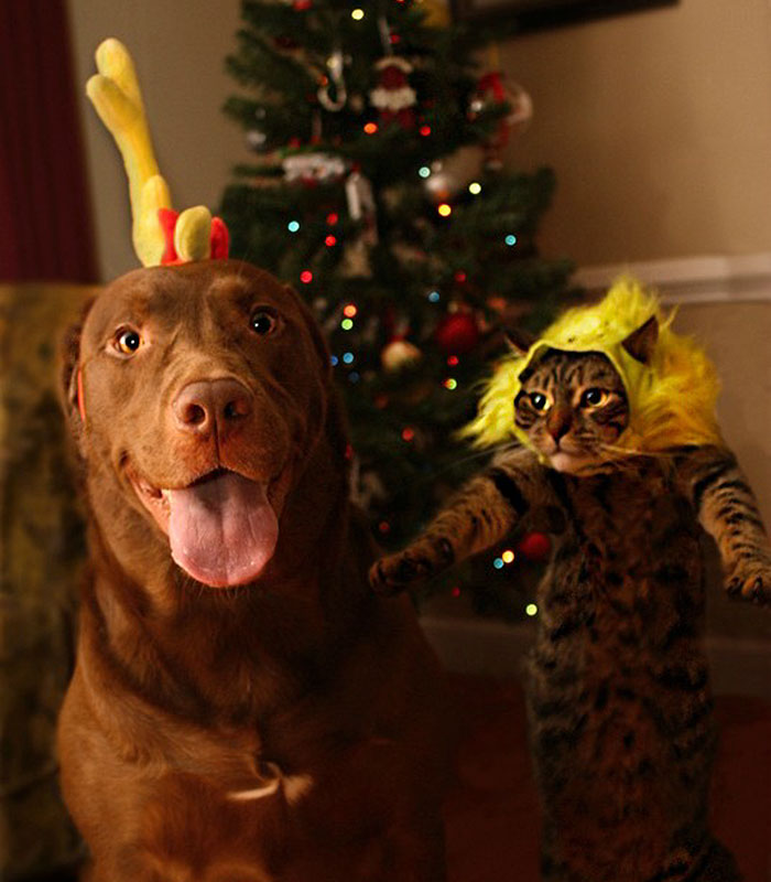 Esses animais não estão gostando nem um pouco do Natal...