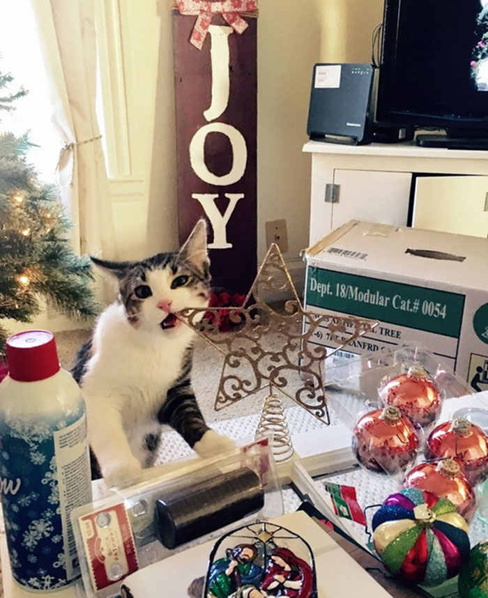 Esses animais não estão gostando nem um pouco do Natal...