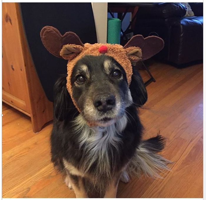 Esses animais não estão gostando nem um pouco do Natal...