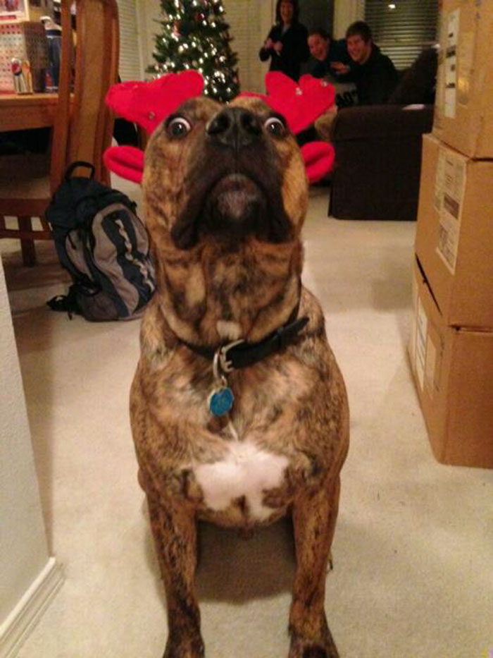 Esses animais não estão gostando nem um pouco do Natal...