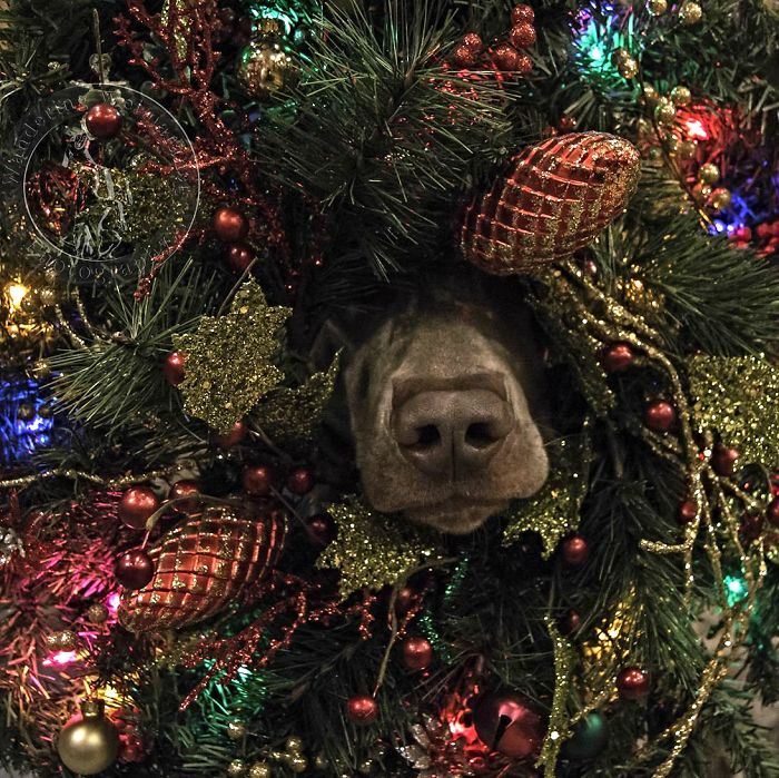 Esses animais não estão gostando nem um pouco do Natal...