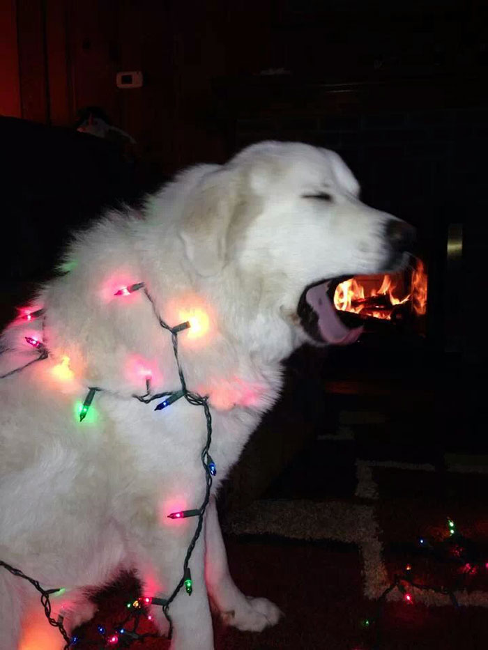 Esses animais não estão gostando nem um pouco do Natal...