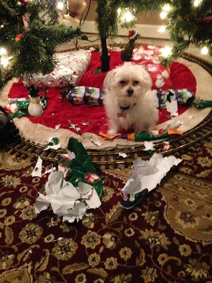 Esses animais não estão gostando nem um pouco do Natal...