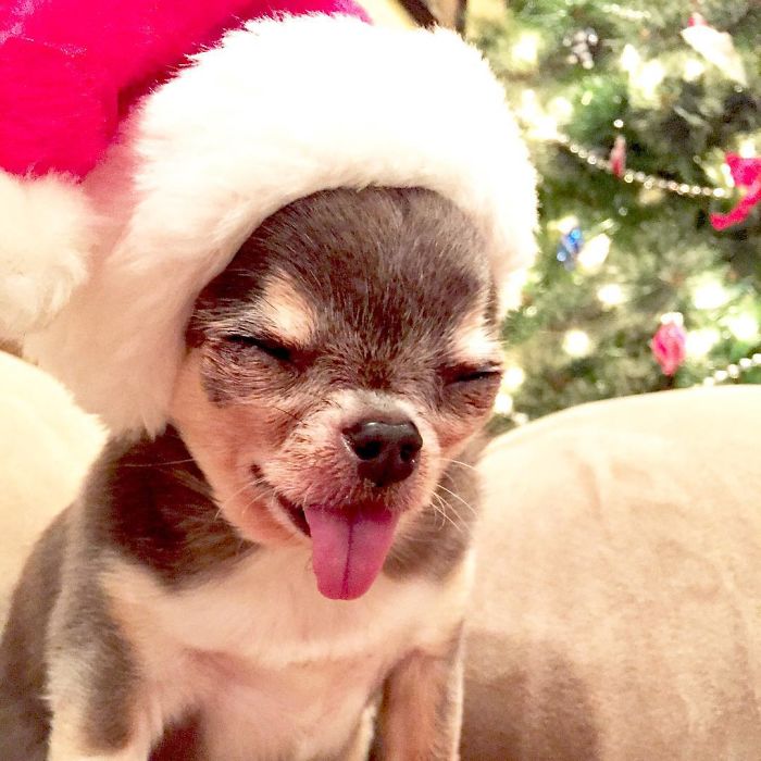 Esses animais não estão gostando nem um pouco do Natal...