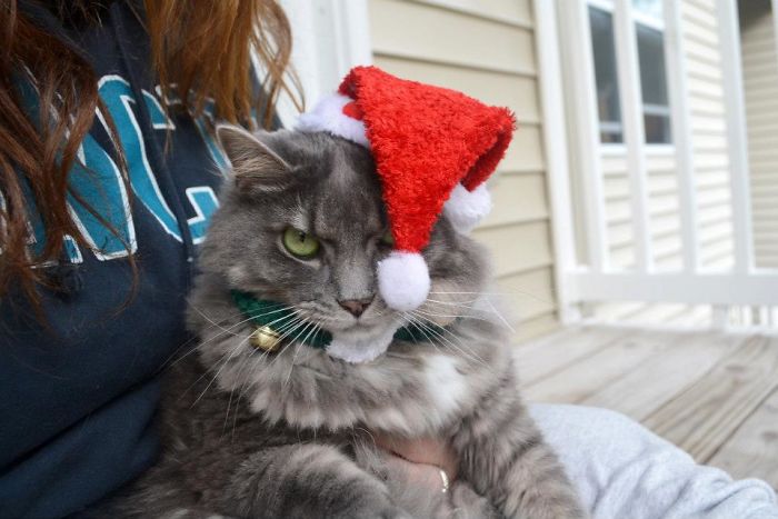 Esses animais não estão gostando nem um pouco do Natal...