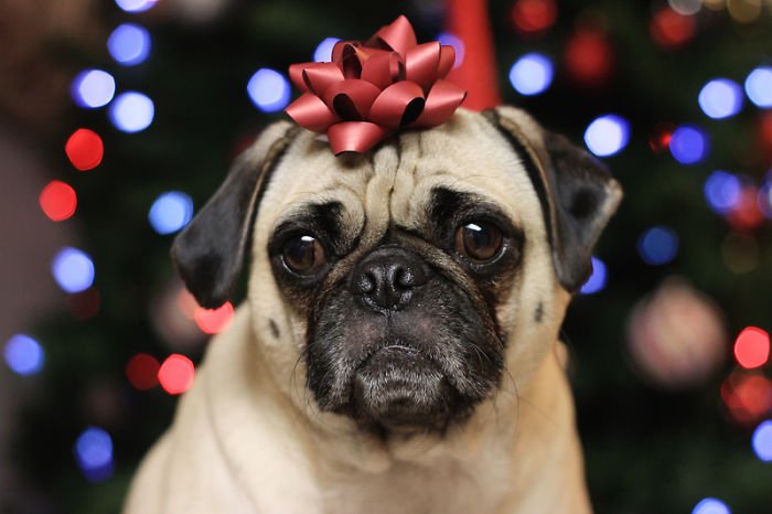 Esses animais não estão gostando nem um pouco do Natal...