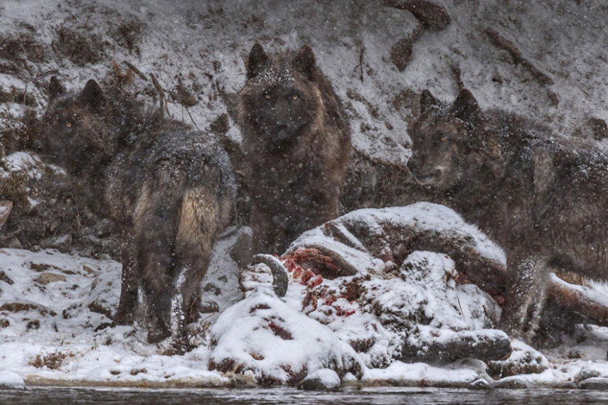 A National Geographic elegeu as 50 melhores fotos de 2016