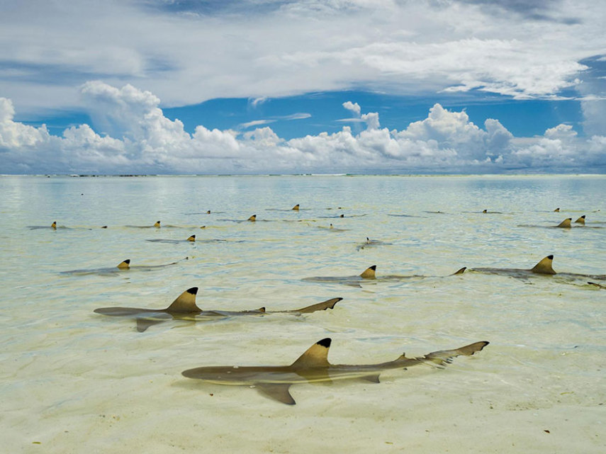 A National Geographic elegeu as 50 melhores fotos de 2016