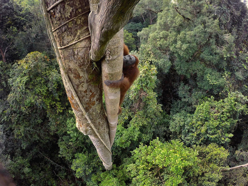 A National Geographic elegeu as 50 melhores fotos de 2016