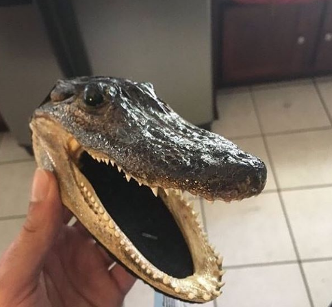 Quem nunca levou na mala de mão a cabeça de um jacaré?