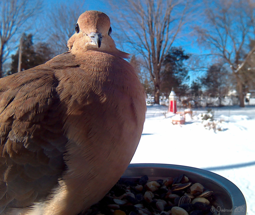 Lisa M. Ca aproveitou que os pássaros vinham comer à sua janela para tirar essas fotos lindas, com close na medida certa