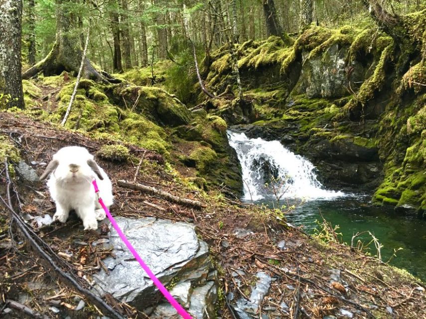 Conheça Sir Quincey, o parceiro de trilhas e caminhadas mais fofo do mundo