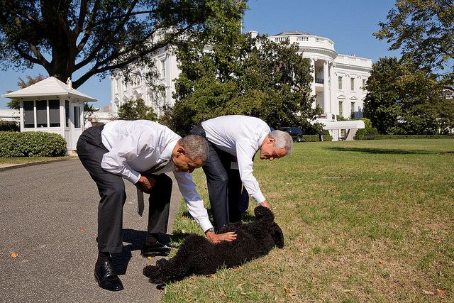 Bo e Sunny ganharam corações no mundo todo em suas aparições durante o mandato do presidente americano Barack Obama
